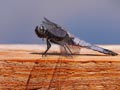 Libelle auf der Terrasse