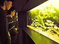 Süßwasseraquarium im Müritzeum
